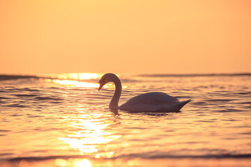 White swans in the sea,sunrise shot