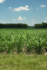 Rows of corn in early summer.