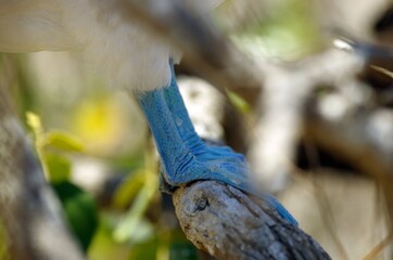 Blue-footed boobies in Poor Man`s Galapagos, Ecuador – Isla de la Plata
