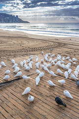Fototapeta na wymiar Birds at Benidorm Beach