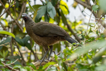 Primer plano de una Chachalaca de alas castañas parada en la rama de un árbol.
