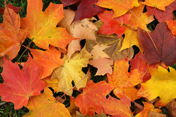 The fall season is best captured in the vibrant fall colors of the fallen leaves including orange, yellow and red.