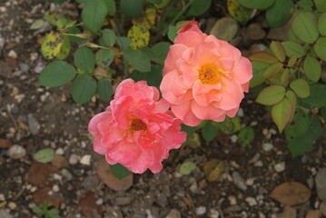 Ginevra