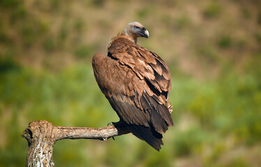 un impresionante buitre leonado