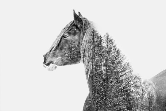 Double exposure horse in black and white. Connecting horse and nature trees.