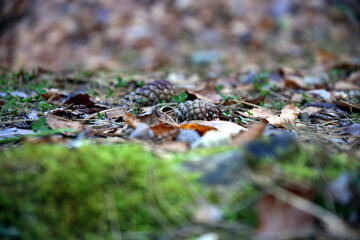 Pine cones on a bed of dry leaves and moss