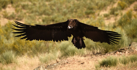 un majestuoso buitre negro en un parque nacional en españa