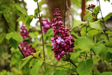 The first young shoots of flowers on lilac bushes on warm spring days