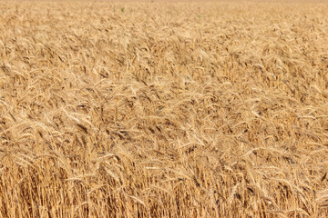 Field of ripe golden wheat close-up