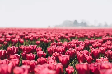  field of pink tulips. Large area with planted red tulips. Tulips in Holland. Spring in Europe. Large field with many tulips in Holland  © Marianna