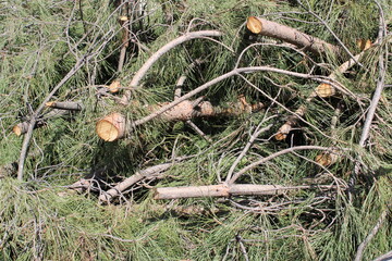 Pine branches cut and piled up