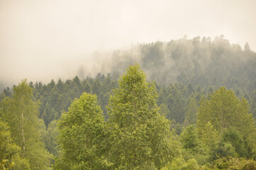 fog, smoke over the forest