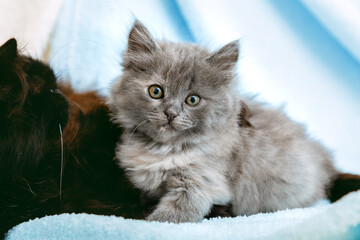 Naklejka na ściany i meble Kitten relaxes in home interior with cat mother. Portrait of beautiful gray kitten relax on soft blue color plaid. Home pet lying with copy space. Happy domestic mammal animal cat