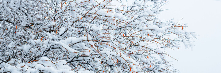 Snow on the branches of trees and bushes after a snowfall. Beautiful winter background with snow-covered trees. Plants in a winter forest park. Cold snowy weather. Cool panoramic texture of fresh snow