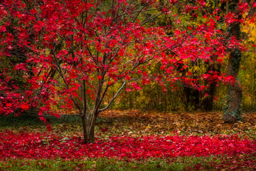 Fototapeta na wymiar Harsh red bush's hanging and fallen leaves during the autumn in a botanical garden