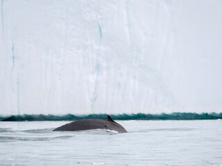 Humpback whale in front of icebergs at the mouth of the Ilulissat Icefjord at Disko Bay, part of...