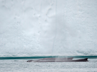 Humpback whale in front of icebergs at the mouth of the Ilulissat Icefjord at Disko Bay, part of...