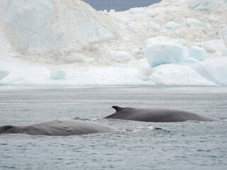 Humpback whale in front of icebergs at the mouth of the Ilulissat Icefjord at Disko Bay, part of...