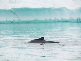 Humpback whale in front of icebergs at the mouth of the Ilulissat Icefjord at Disko Bay, part of...