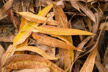 Dry yellow leaves of autumn outdoors