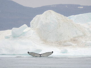 Humpback whale in front of icebergs at the mouth of the Ilulissat Icefjord at Disko Bay, part of...