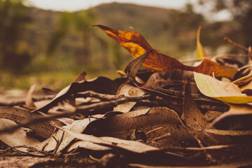 Naklejka premium Dry yellow leaves of autumn outdoors