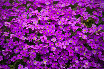 Aubrieta plant with purple small blossom grow in stone garden	