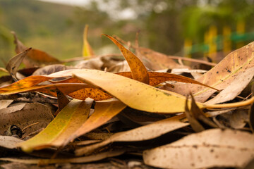 Dry yellow leaves of autumn outdoors