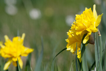 daffodil easter flowers background with text Space