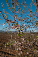 Beautiful almond tree blossom spring flowers