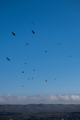 Vulture flying in a blue sky