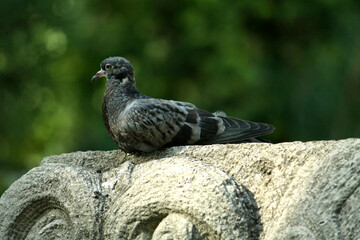 young pigeon on a park