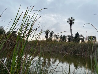 reeds in the water