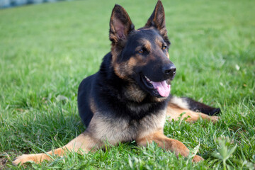 Happy German Shepherd Dog