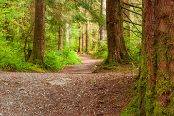 Mountain Trail in British Columbia, Canada. Mountains Background.