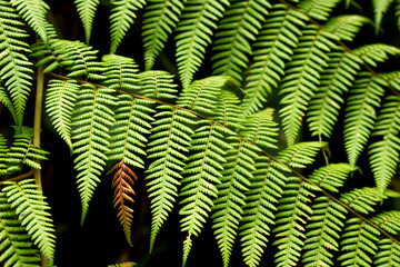 Young plant growing in the garden