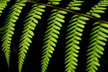 Young plant growing in the garden