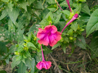 Flowers of a mirabilis jalapa