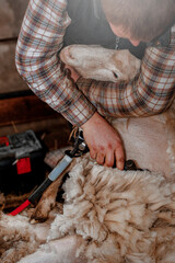 A young farmer cuts an electric machine of sheep to a wave in a barn. © Michal