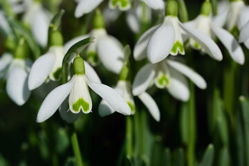 In the spring, many white little snowdrops bloom in the green grass
