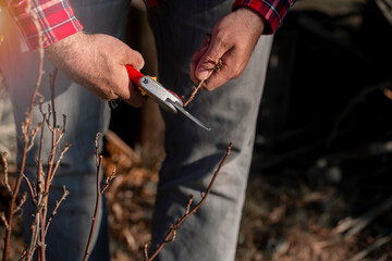 Gaerdener with Scissors in his hand and Cutting trees. Spring work in the garden.  A man has  wearing red shirt.Spring cut tree close up...