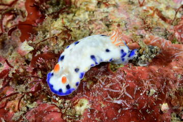 サガミイロウミウシ