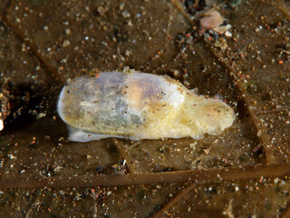 カイコガウイダマシ