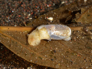 カイコガイダマシ