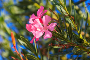 Blooming pink Nerium oleander in a garden