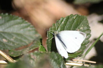 A cabbage white butterfly is on a latannas leave wiht blurry light brown background.