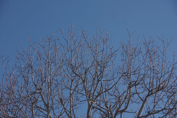 Trunk and branches and twigs of a tall bare tree under the blue California winter sky