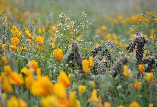 yellow poppies and cholla cactus on a spring meadow in El Paso, Texas
