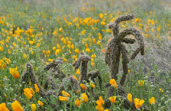 yellow poppies and cholla cactus on a spring meadow in El Paso, Texas