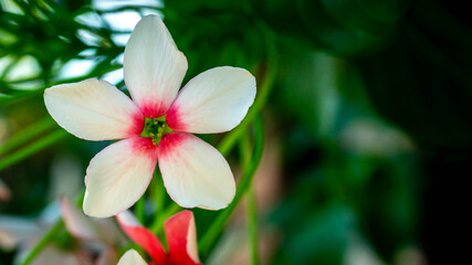 Beautiful flower of Burma Creeper, Chinese honeysuckle